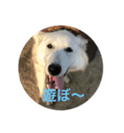 ホワイトスイスシェパードくらま（個別スタンプ：1）