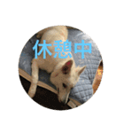 ホワイトスイスシェパードくらま（個別スタンプ：2）
