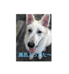 ホワイトスイスシェパードくらま（個別スタンプ：3）