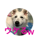 ホワイトスイスシェパードくらま（個別スタンプ：10）