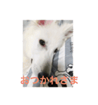 ホワイトスイスシェパードくらま（個別スタンプ：12）