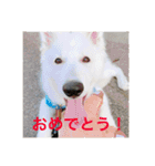 ホワイトスイスシェパードくらま（個別スタンプ：15）