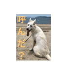 ホワイトスイスシェパードくらま（個別スタンプ：17）