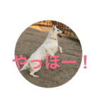 ホワイトスイスシェパードくらま（個別スタンプ：22）
