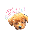 あふましゅ（個別スタンプ：5）