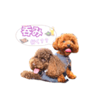 あふましゅ（個別スタンプ：11）