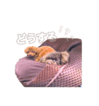 あふましゅ（個別スタンプ：14）