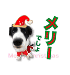 生意気ボーダーコリー犬武智麻呂の年末☆（個別スタンプ：1）