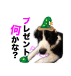 生意気ボーダーコリー犬武智麻呂の年末☆（個別スタンプ：2）