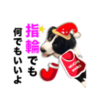 生意気ボーダーコリー犬武智麻呂の年末☆（個別スタンプ：3）