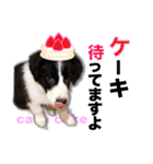 生意気ボーダーコリー犬武智麻呂の年末☆（個別スタンプ：4）