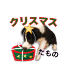 生意気ボーダーコリー犬武智麻呂の年末☆（個別スタンプ：5）