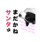 生意気ボーダーコリー犬武智麻呂の年末☆（個別スタンプ：6）
