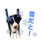 生意気ボーダーコリー犬武智麻呂の年末☆（個別スタンプ：8）