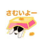生意気ボーダーコリー犬武智麻呂の年末☆（個別スタンプ：10）