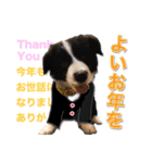 生意気ボーダーコリー犬武智麻呂の年末☆（個別スタンプ：11）