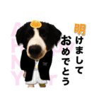 生意気ボーダーコリー犬武智麻呂の年末☆（個別スタンプ：13）