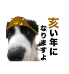 生意気ボーダーコリー犬武智麻呂の年末☆（個別スタンプ：14）