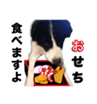 生意気ボーダーコリー犬武智麻呂の年末☆（個別スタンプ：15）