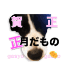 生意気ボーダーコリー犬武智麻呂の年末☆（個別スタンプ：16）