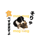生意気ボーダーコリー犬武智麻呂の年末☆（個別スタンプ：17）