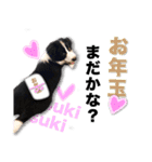 生意気ボーダーコリー犬武智麻呂の年末☆（個別スタンプ：19）
