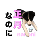 生意気ボーダーコリー犬武智麻呂の年末☆（個別スタンプ：21）