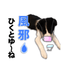 生意気ボーダーコリー犬武智麻呂の年末☆（個別スタンプ：22）
