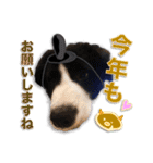 生意気ボーダーコリー犬武智麻呂の年末☆（個別スタンプ：24）