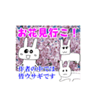 ウサギとカメの挨拶スタンプ（個別スタンプ：21）