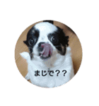 mireスタンプ（個別スタンプ：11）