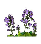 高山植物の花で癒してね 3 （絵のみです）（個別スタンプ：9）