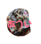 天真爛漫な天心くん（個別スタンプ：11）