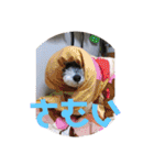 天真爛漫な天心くん（個別スタンプ：12）