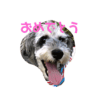 天真爛漫な天心くん（個別スタンプ：15）