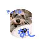 天真爛漫な天心くん（個別スタンプ：38）