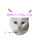 ダックスその他の愉快な仲間たちの日常12（個別スタンプ：9）