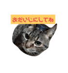 ダックスその他の愉快な仲間たちの日常12（個別スタンプ：14）