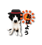 ボーダーコリーの生意気犬☆武智麻呂☆（個別スタンプ：1）