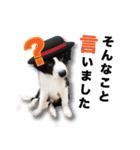 ボーダーコリーの生意気犬☆武智麻呂☆（個別スタンプ：2）