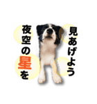 ボーダーコリーの生意気犬☆武智麻呂☆（個別スタンプ：3）
