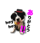 ボーダーコリーの生意気犬☆武智麻呂☆（個別スタンプ：5）