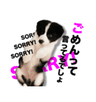 ボーダーコリーの生意気犬☆武智麻呂☆（個別スタンプ：6）