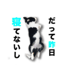 ボーダーコリーの生意気犬☆武智麻呂☆（個別スタンプ：7）