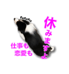 ボーダーコリーの生意気犬☆武智麻呂☆（個別スタンプ：8）