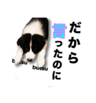 ボーダーコリーの生意気犬☆武智麻呂☆（個別スタンプ：9）