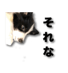 ボーダーコリーの生意気犬☆武智麻呂☆（個別スタンプ：10）