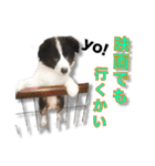 ボーダーコリーの生意気犬☆武智麻呂☆（個別スタンプ：11）
