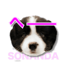 ボーダーコリーの生意気犬☆武智麻呂☆（個別スタンプ：17）