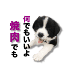 ボーダーコリーの生意気犬☆武智麻呂☆（個別スタンプ：19）